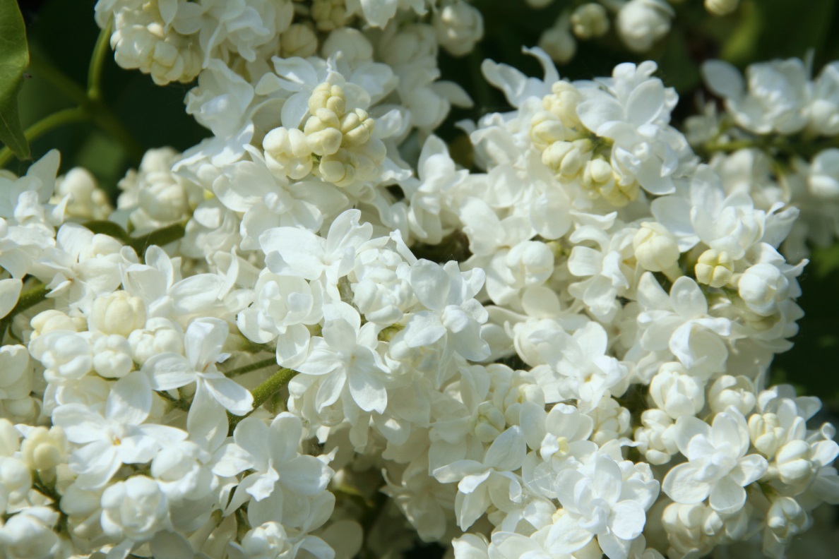 ''Sovetskaja Arktika'' Syringa vulgaris